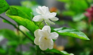 哪些花适合在室内养（哪些花适合在室内养,对身体有宜的）