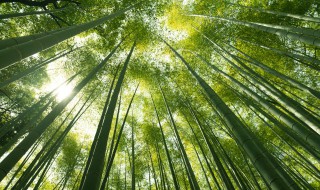 竹制家具的日常保养（竹制家具的日常保养有哪些）