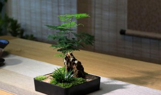 阳台放什么植物 阳台放什么植物挡煞